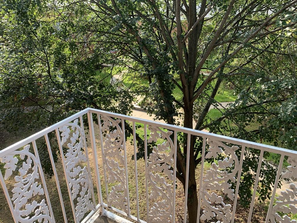 tree near my balcony